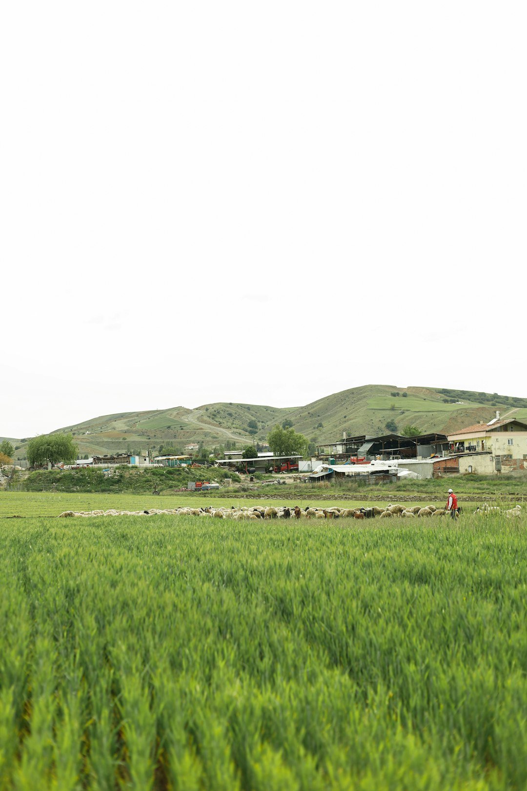 a person riding a horse through a lush green field
