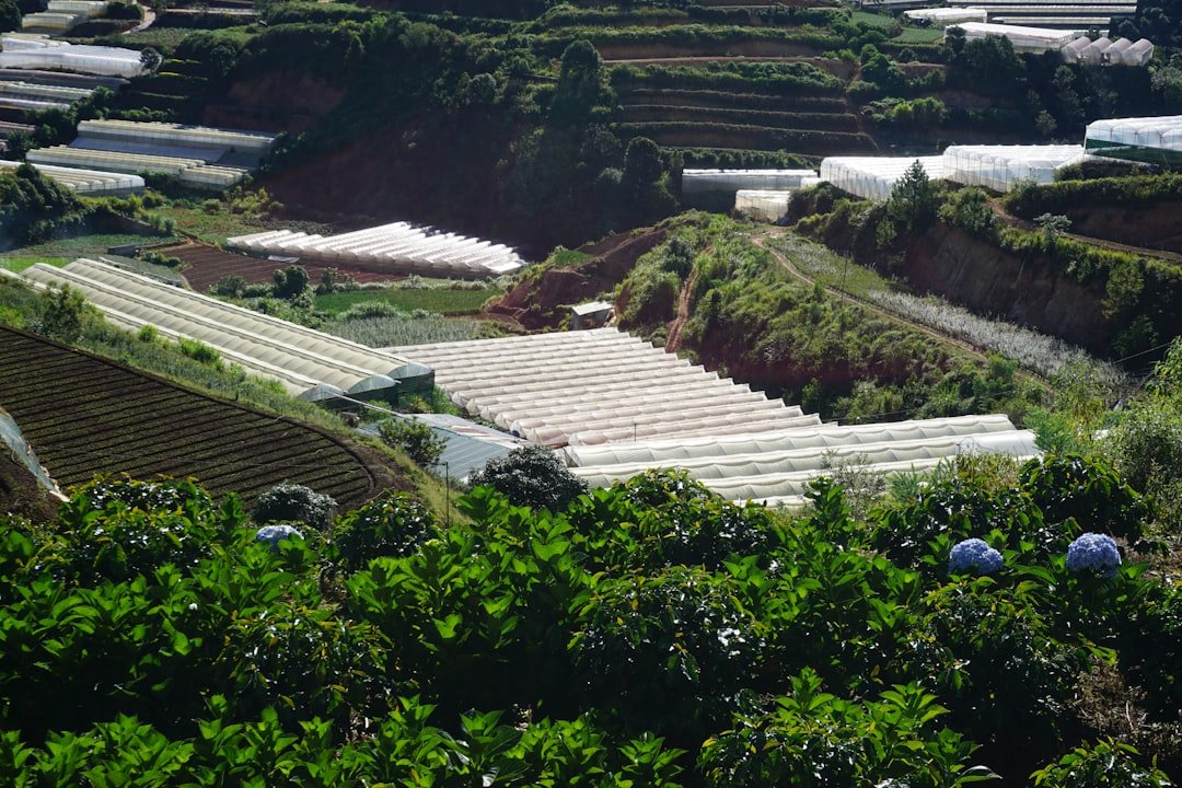a field with rows of greenhouses in the middle of it