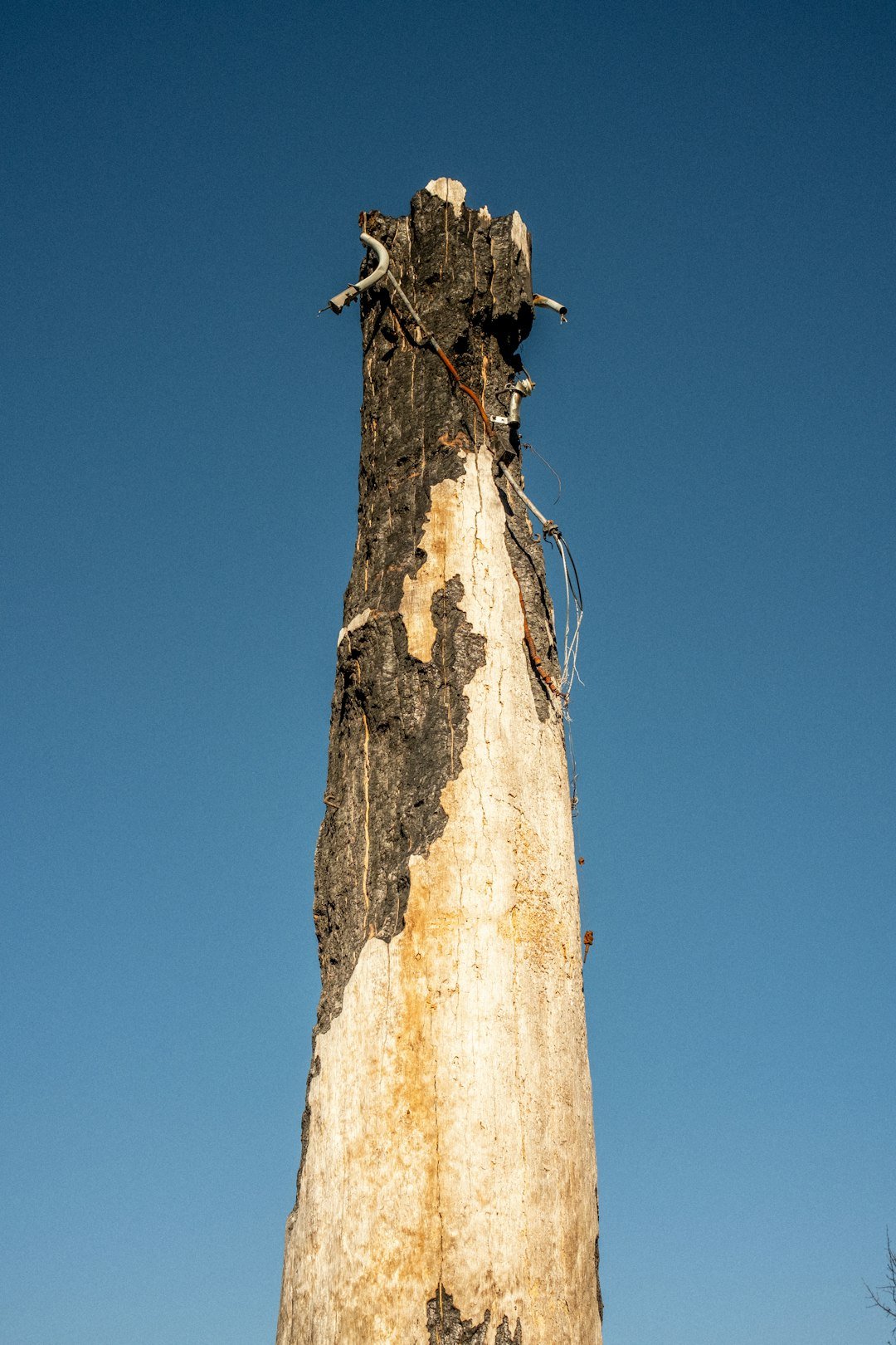 a tree with a broken trunk