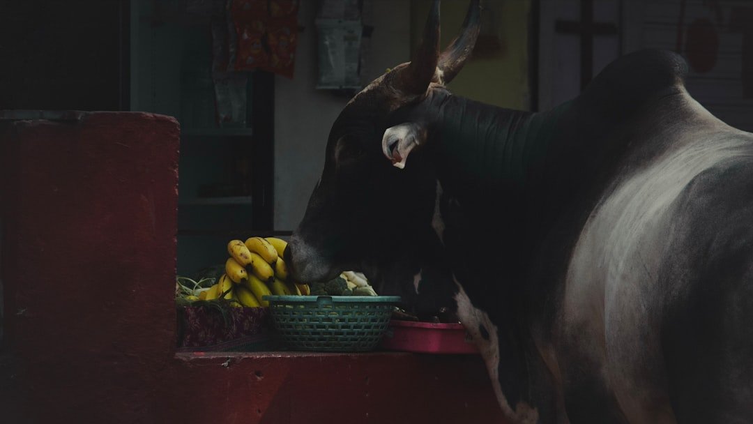 A cow standing next to a pile of fruit